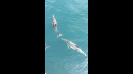 Dolphins Swim Along Boat in Monterrey Bay, CA