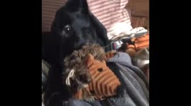 Lab puppy playing with toy