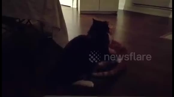 Kittens being kittens