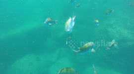 Fish boop. Snorkeling near Los Islotes Island, Mexico