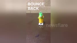 Newsflare Edit - Jumpy aligator