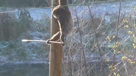 Gibbon shows he's in charge by wielding stick