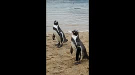 Penguins in Nagasaki Penguin Aquerium