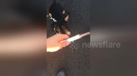 Newsflare Edit - Savage Chiweenie defeats sea beast