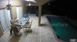 Raccoon Backyard Pool Party