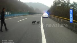 Man chases 'runaway' pigs on Chinese motorway