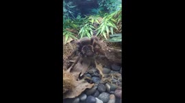 Tarantula at Santa Barbara Zoo