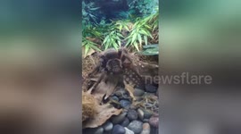 Newsflare Edit - Tarantula at Santa Barbara Zoo