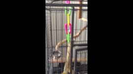 Crazy Cockatoo Molting madness!!!