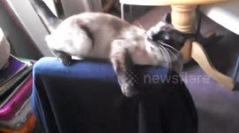 Kevin the Cat Barking