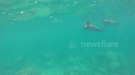 Pair of Sea Lions - Short