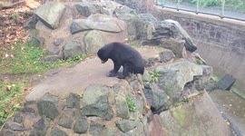 When this bear has to go...it has to go