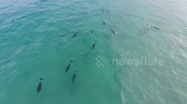 Pod of Dolphins - Drone Footage!