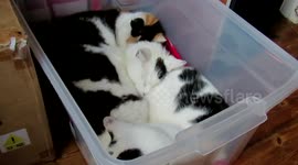 Just three cats sleeping in a box together