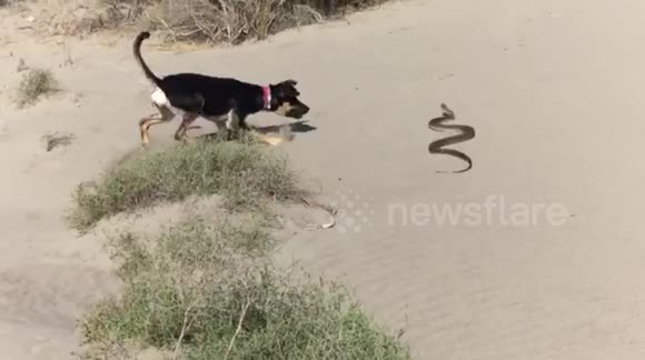 Puppy has close call with large snake