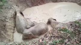 Four baby elephants rescued after falling into water pit