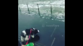 New York nor'eastern