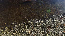 Rare Drone footage of an Otter in Scotland