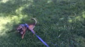 Puppy living in desert feels grass for the first time