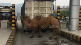 Driver leaves camel at toll booth after disagreement with staff