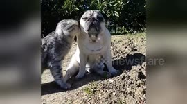 Newsflare Edit - Pugandcat : wild beasties