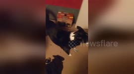 Newsflare Edit - Dog irl