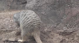 Meticulous Meerkat