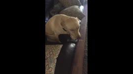 Guilty Dog Eats Thawing Dinner