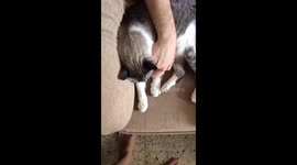 Cat unlocking an iphone 7