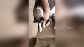 Newsflare Edit - Cat unlocking an iphone 7