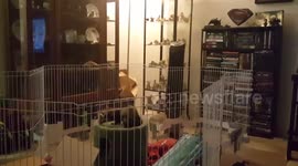 Ferret makes bid for freedom. Fails.