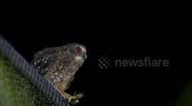 Morepork fledgling eating a large weta