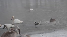 Swan graceful dancing on river
