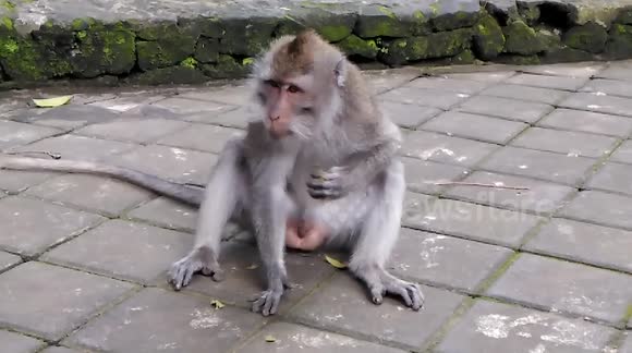 Monkey spends ages trying to crack a rock thinking it's a nut