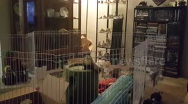 Ferret makes bid for freedom. Fails.