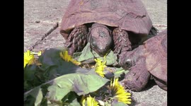 Hare and Tortoise Picnic