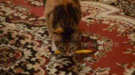 cat executes a dog command 