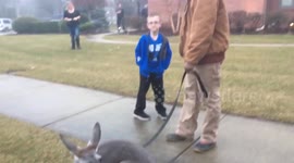 Boy, 6, races kangaroo and ends up beating it