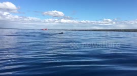 Baby Humpback Whale Visits Kayakers part 1