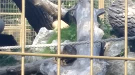 Spirit Bear Playing at Zoo