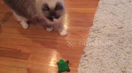 Fluffy cat plays with Butterfly