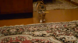 Сat executes a dog command 