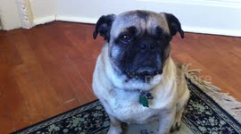 Pug tilts head left and right on command