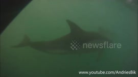 Dolphins swimming with boat in France!!