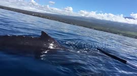 Curious humpback whale calf circles around kayakers