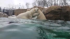 Polar bears play fighting