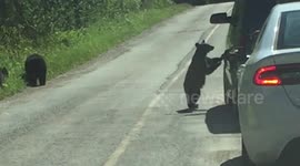 Baby black bear tries to 'attack' its own reflection in a car door