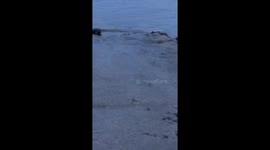 Wildlife in doolin county clare