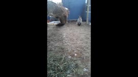 Slow motion pet pigmy goats!  