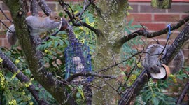 Squirrels Feeding and Starling